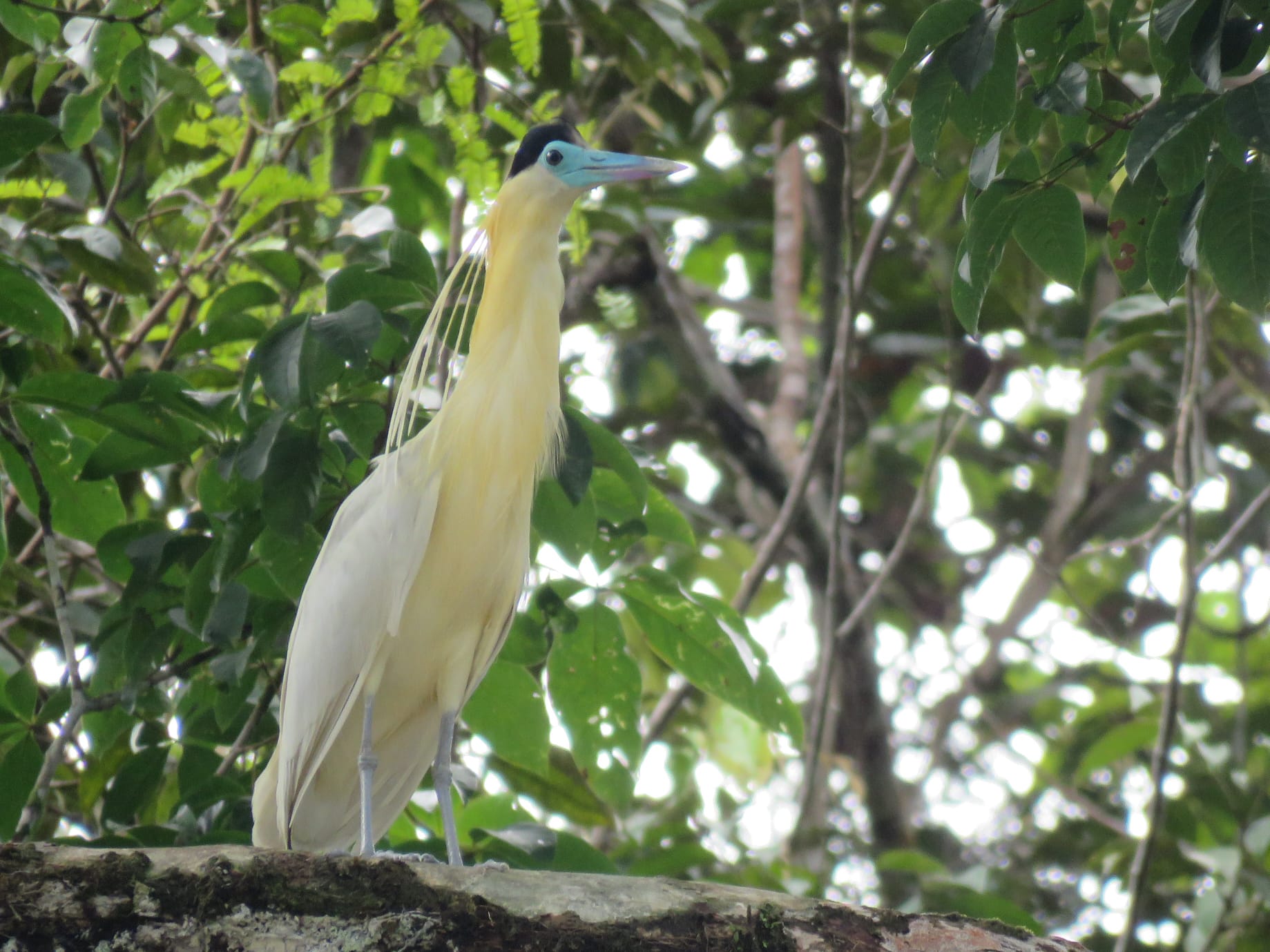 Vogel spotten
